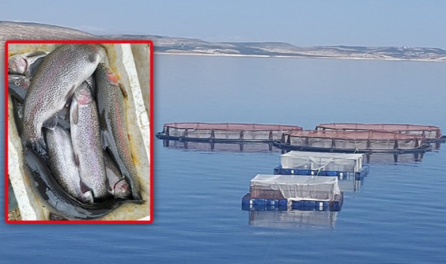 Urfa'da Balık Yetiştiriciliği Yıllık 8 Bin Ton Alabalık..;