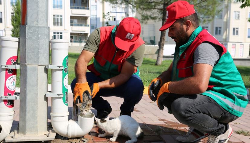 Karaköprü'de Sokak Hayvanları Unutulmadı Su ve Mama İhtiyaçları..