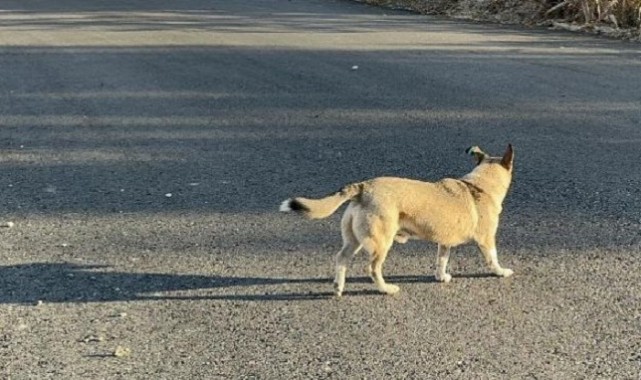 Şanlıurfa'da Sokak Köpeği Dehşeti Küçük Kıza Saldırdı..