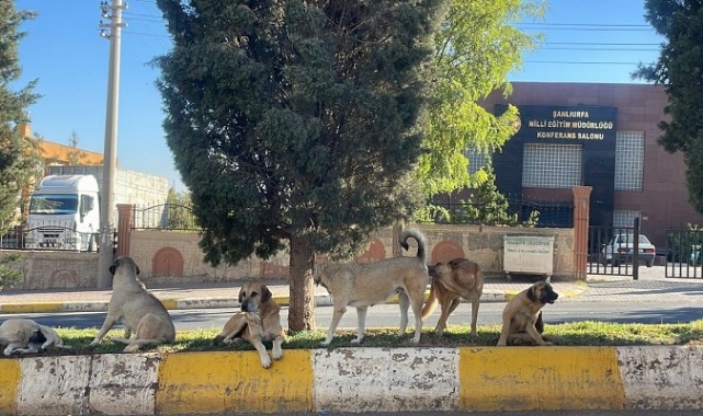 Urfa'da Başıboş Köpekler Öğrencilerin Korkusu Olmaya Devam Ediyor