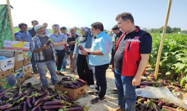 Birecik Patlıcanı Hasat Zamanı Başladı;