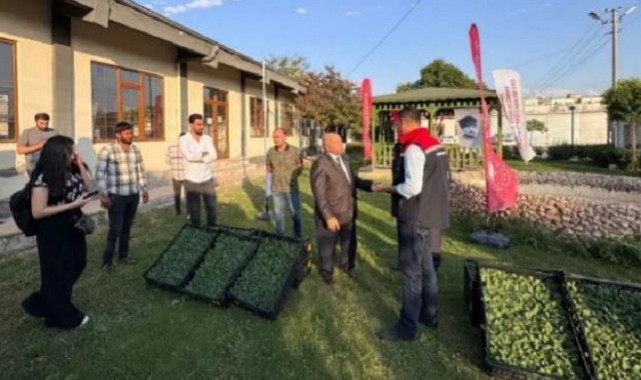 Şanlıurfa'da 60 Bin Brokoli Fidesi Dağıttılar..;