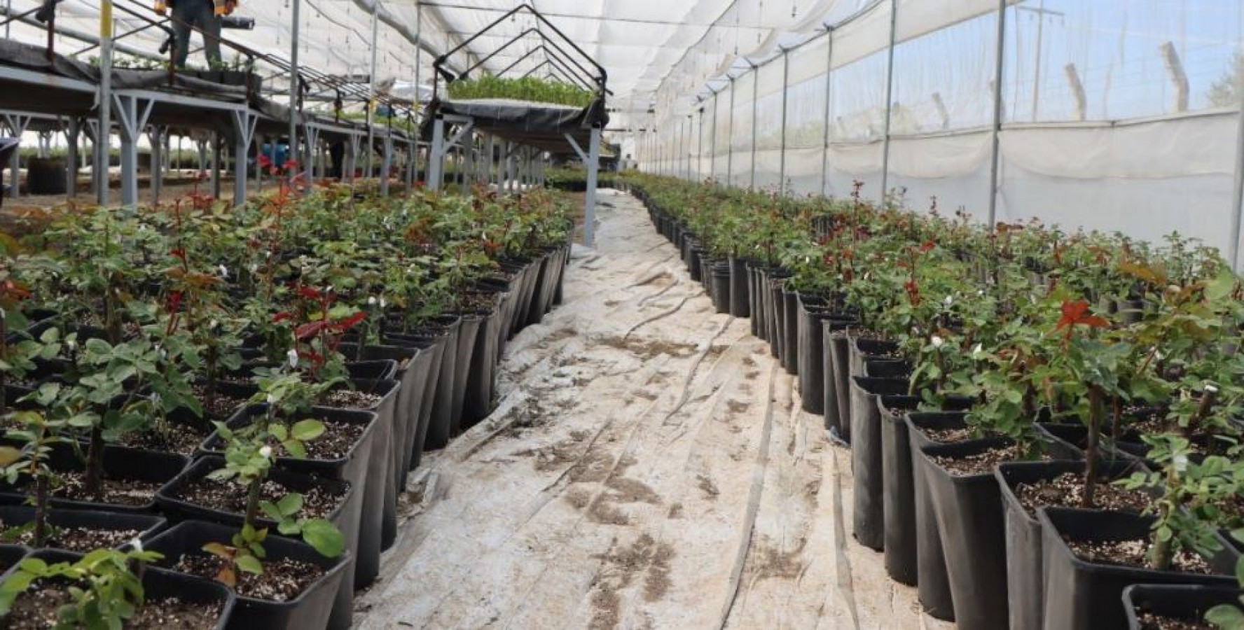 Urfa'da Çiçek Üretimi Yılda 5 Milyondan Fazla;