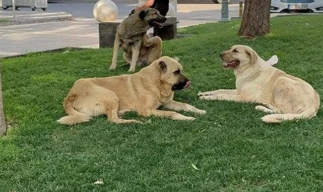 Şanlıurfa'da Sokak Köpekleri Toplama Kararı Çıkacak mı