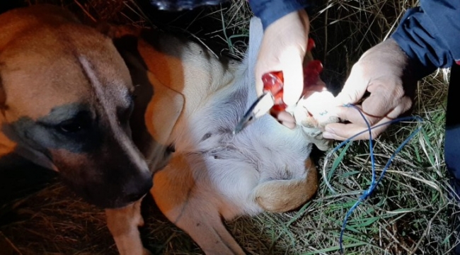 Şanlıurfa&#39;da dikenli tellere sıkışan köpek kurtarıldı