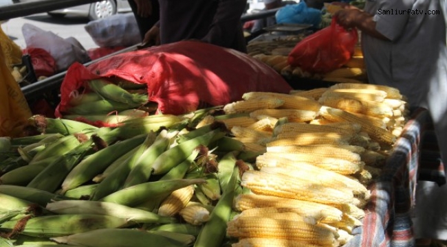  Şanlıurfa'da süt mısırlar tezgâhlarda satılmaya başlandı.;