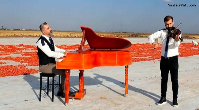 Urfada Müzik öğretmenleri, domates tarlasında keman ve piyano çalıp klip çekti;