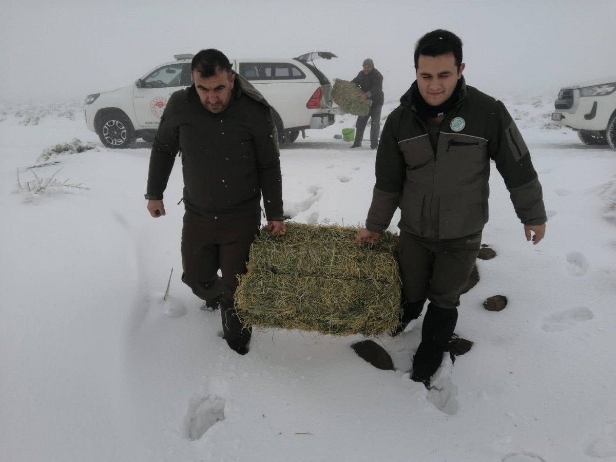 Soğukta kalan yabani hayvanlar unutulmadı;