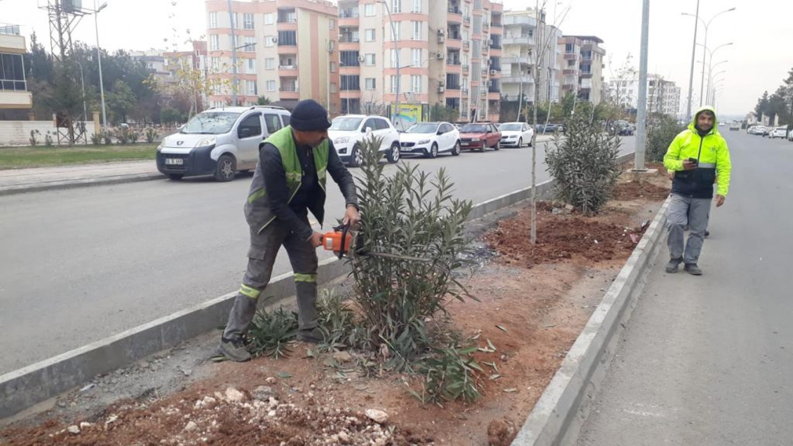 Viranşehir’de ağaç budama çalışması;