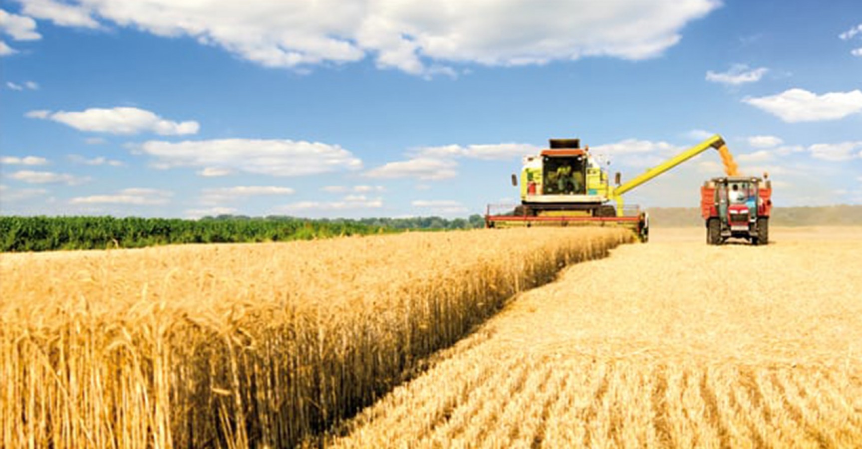 Tahıllar ve diğer bitkisel ürünler 2021'de azaldı;
