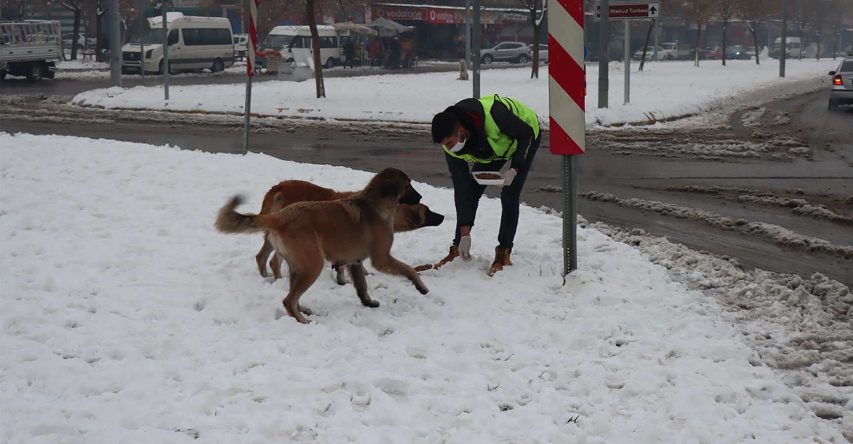 Şanlıurfa'da soğuk havada sokak hayvanları unutulmadı;