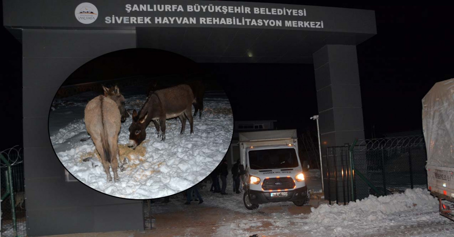 Siverek’te başıboş hayvanlar sıcak yuvaya kavuşturuldu;