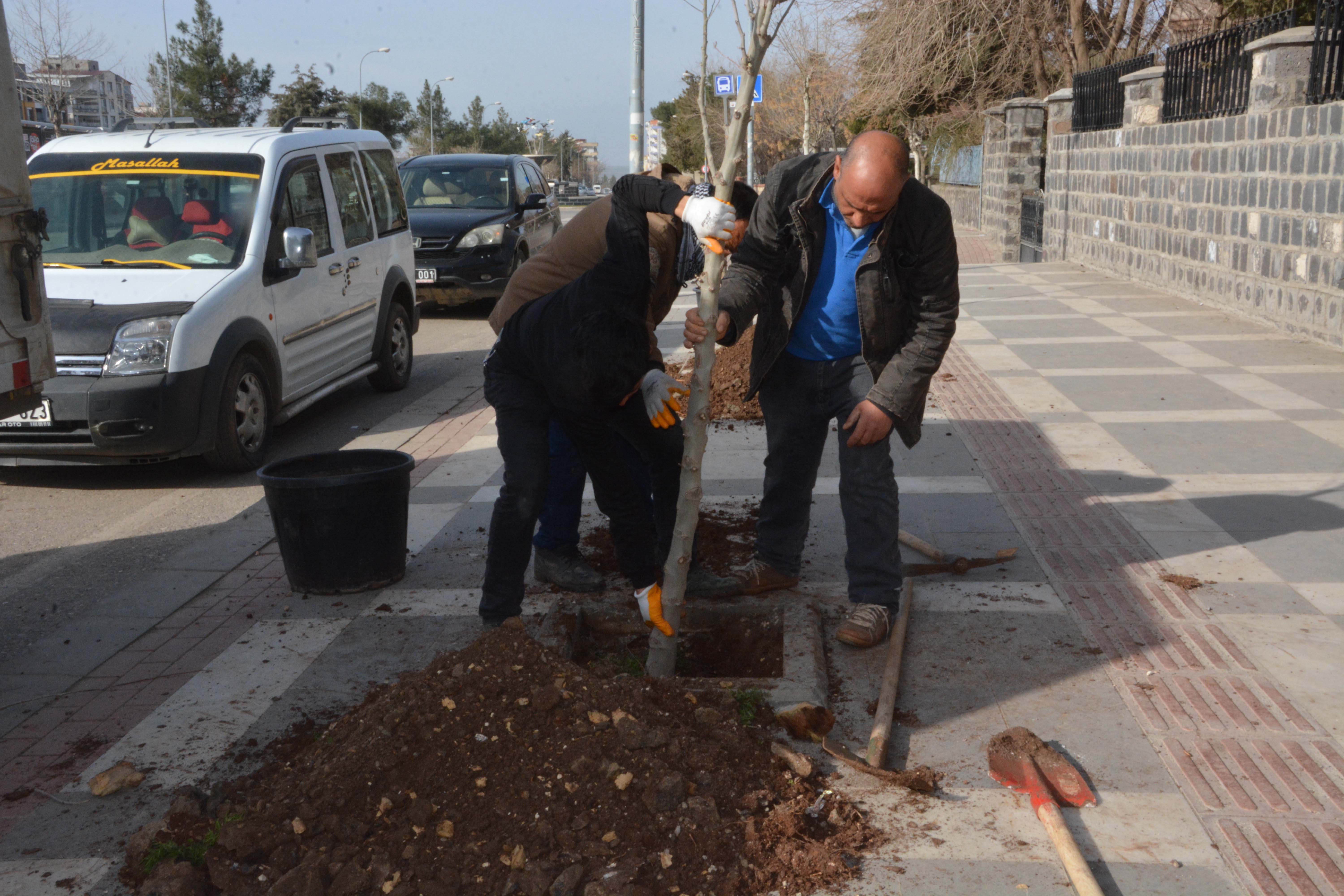 Siverek’te kaldırım ve refüjler ağaçlandırılıyor;