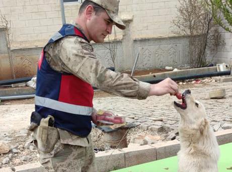 Jandarma ekipleri sokak hayvanlarının ihtiyaçlarını karşıladı;