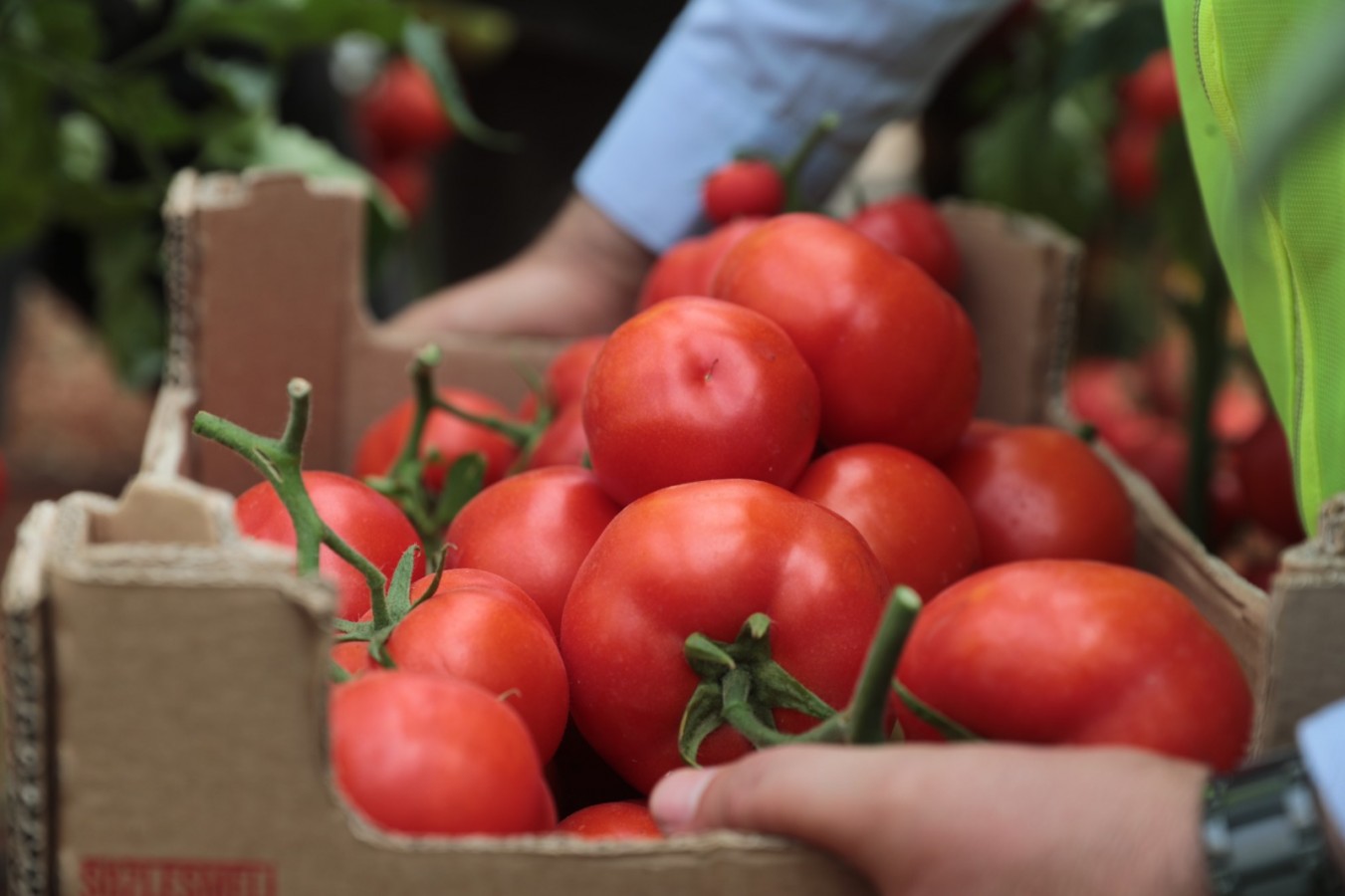 Urfa'da belediye kendi ürettiği sebzeleri dağıtacak;