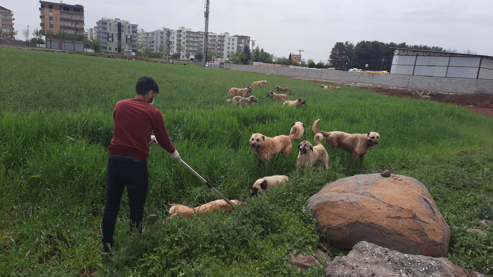 Siverek’te sokak köpekleri toplatılıyor;