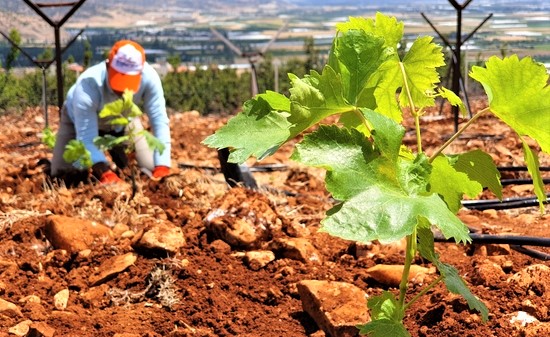 Şanlıurfa’daki bağ evlerinin bağı gitti evi kaldı!;