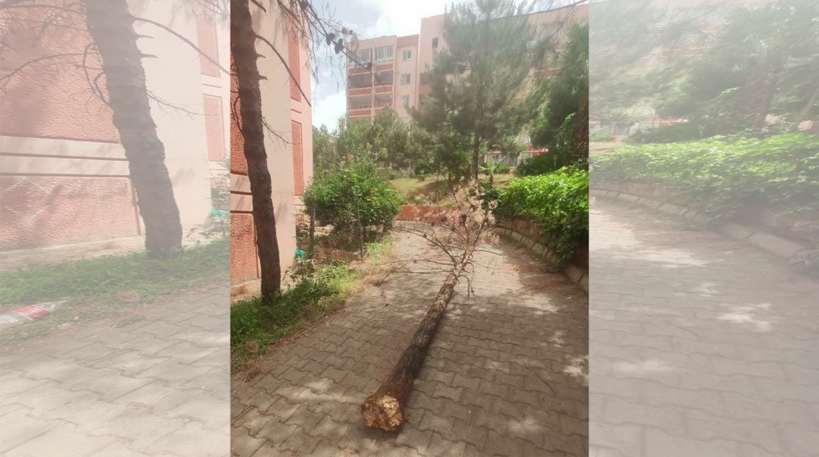 Urfa’da fırtına ağaçları kökünden söktü;