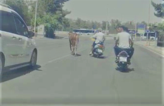 Urfa’da kaçan kurbanlık zor anlar yaşattı!;