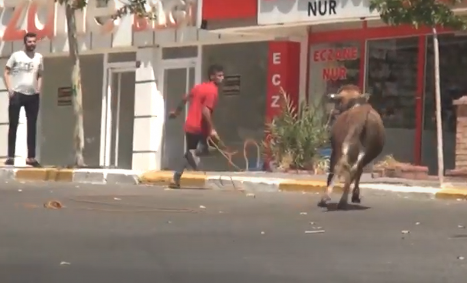 Urfa'da kaçan tosun şehrin altını üstüne getirdi;