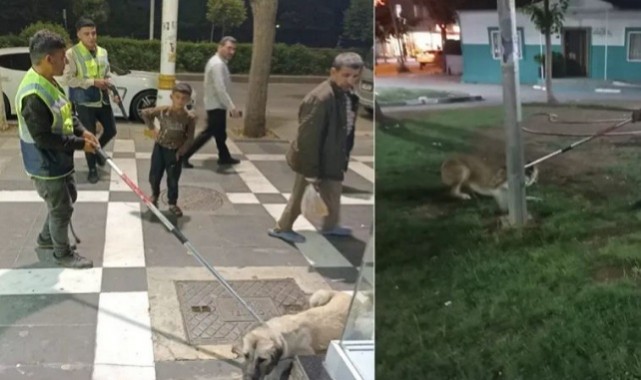 Urfa'da Vatandaşlar Memnun, Büyükşehir Belediyesi Başıboş Köpekleri Topladı..;