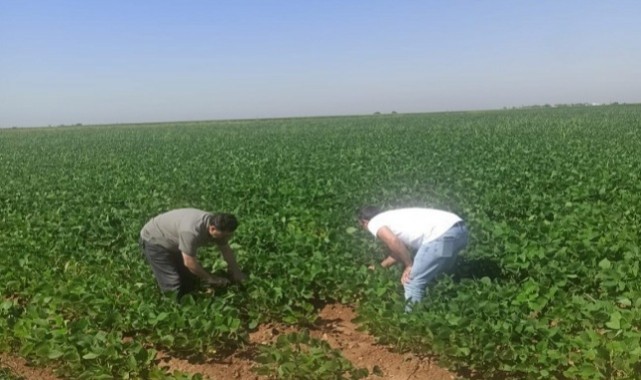 Tarım Şehri Şanlıurfa'da Soya Ekimi Yaygınlaştı;