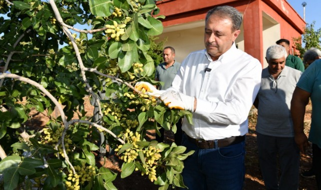Şanlıurfa'nın Yeşil Altını Fıstık Hasadında Hırsızlığa Karşı Tedbirler;
